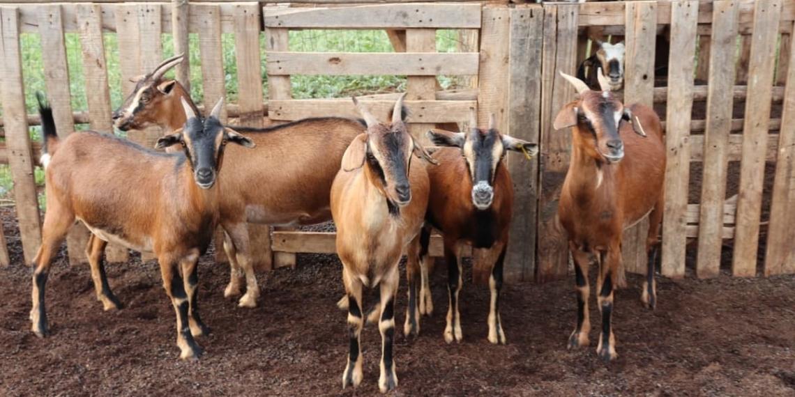 Livestock
